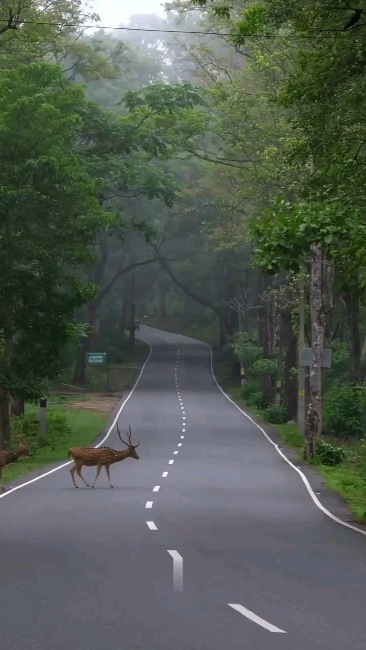Wayanad 